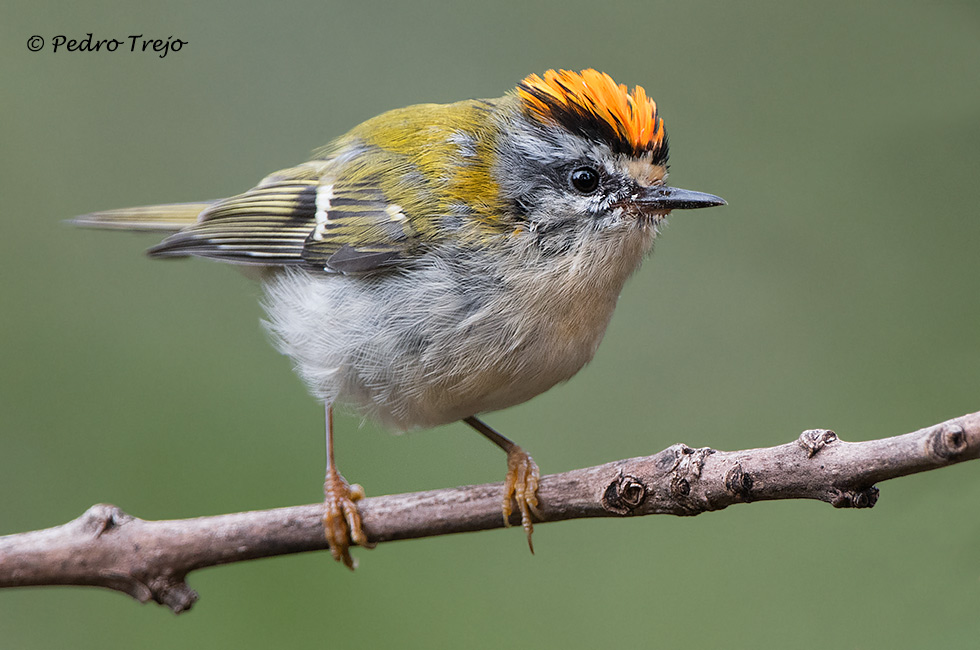 Reyezuelo listado ( Regulus ignicapilla)